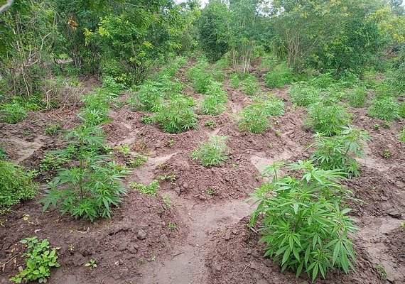 Plantação de 1.500 pés de maconha é encontrada pela polícia em Mata Grande