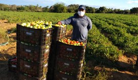 Vacinação: CNA pede prioridade para produtores