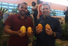 Cultura do cacau avança em Alagoas com criação da primeira cooperativa estadual do setor