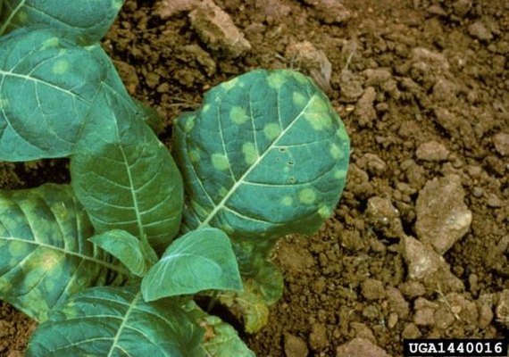 Adeal inicia trabalho para manutenção da área livre de Mofo Azul do Tabaco