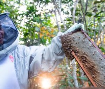 Setor de apicultura em Alagoas cresce com investimento do BNB