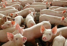 Governo inicia segunda etapa de vacinação contra peste suína clássica