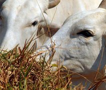 Ministério da Agricultura investiga suspeita de vaca louca