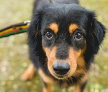 Gabinete da Causa Animal cria Central de Animais Achados e Perdidos