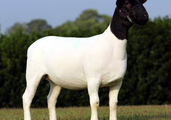 2º Leilão Dorper Pé na Areia oferta elite da raça doper
