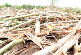 Safra 19/20 de cana será menor que o esperado em Alagoas