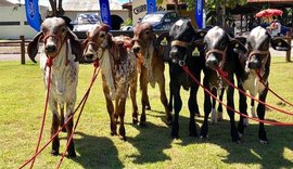 Animais do Leilão Genética de Berço já se encontram no Parque da Pecuária