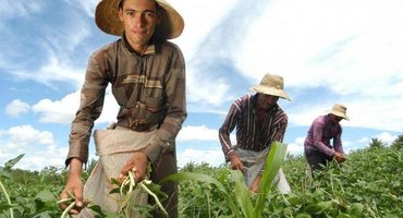 Agricultor familiar não sofrerá impactos referentes ao recolhimento de previdência rural