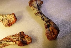 Fóssil revela animal de 240 milhões de anos que viveu antes dos dinossauros