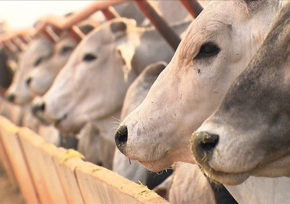 Acordo entre EUA e China pode enfraquecer pecuária brasileira