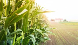 Economista aponta crescimento na produção agrícola e pecuária de Alagoas; entenda