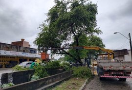 Sudes registra aumento de 30% em serviços de poda e supressão de árvores; saiba como solicitar