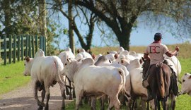 Agrofeira IBC 2026 acontece neste fim de semana, em Chã Preta