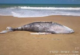 Duas baleias são encontradas mortas em praias do Litoral Sul