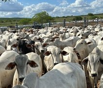 Setor rural alagoano movimenta cerca de R$ 1 bilhão com BNB em 2025