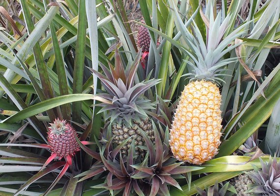 Embrapa desenvolve novas variedades de abacaxi resistentes à fusariose