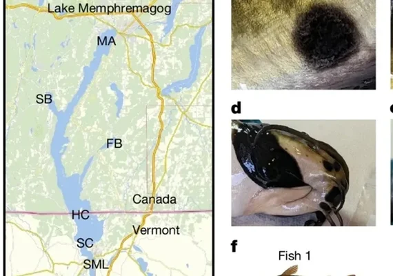 Cientistas descobrem câncer transmissível em peixes pela primeira vez