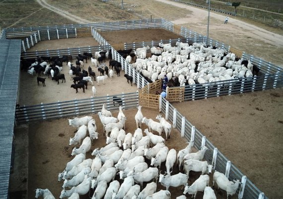 Nelore CEIP oferta 'boi que o mercado busca'