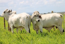 Animais da raça Brahman possuem maior ganho de peso e precocidade sexual