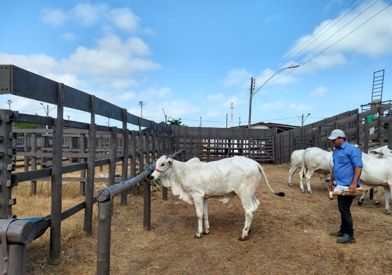 Primeiros animais chegam ao Parque da Pecuária