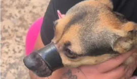 Tutora é presa após amarrar focinho de cachorro para não latir em Maceió