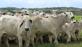 Dia de Campo RB Agropecuária acontece neste sábado (9) em São Sebastião