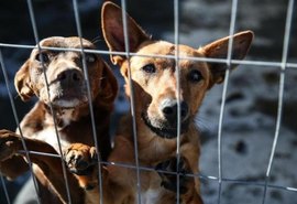Comissão analisa projeto que aumenta pena para maus-tratos a animais