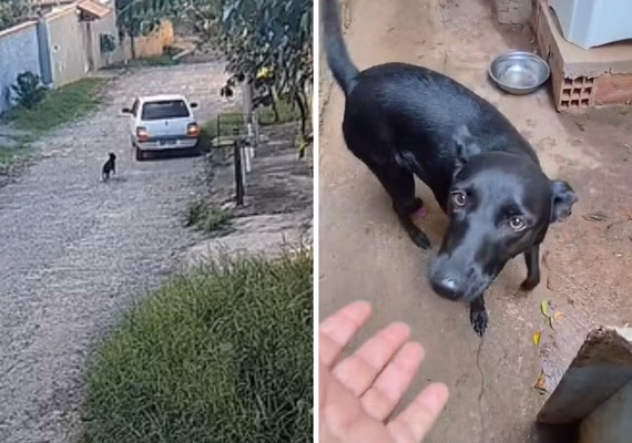 VÍDEO: Cachorrinha corre ao redor de carro após ser abandonada em Campinas