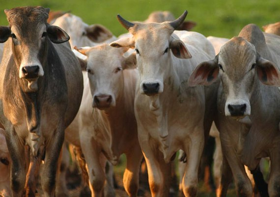 Boi gordo: mesmo com coronavírus, preço vai continuar sustentado