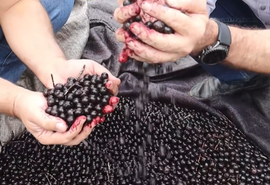 Vídeo do Alagoas Rural sobre fábrica de açaí viraliza e soma milhares de curtidas