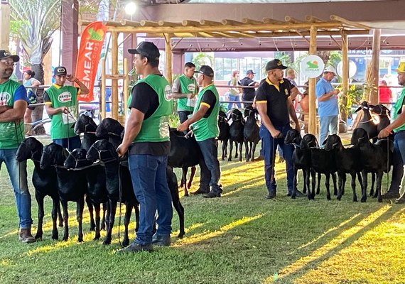 75ª Expoagro-AL será palco da Exposição Nacional da Raça Santa Inês