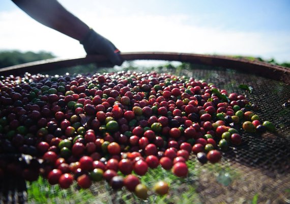 Conab indica queda na produção de café nacional