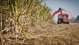 Mais duas usinas iniciam a moagem em Alagoas