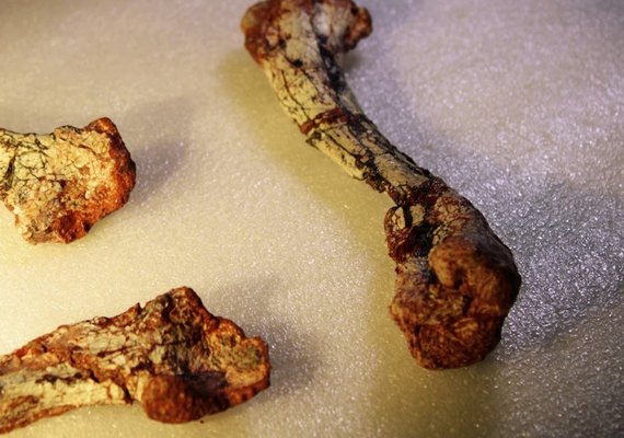 Fóssil revela animal de 240 milhões de anos que viveu antes dos dinossauros