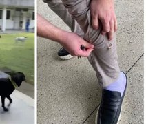 UFAL suspende aulas de Direito após ataques de cães errantes no campus