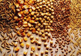 Levantamento: IBGE projeta safra de grãos em 258,5 milhões de toneladas