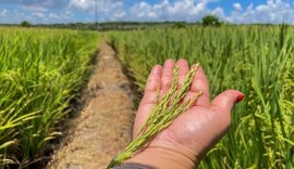 Alagoas Mais Arroz apresenta resultado positivo em novas variedades implantadas no Baixo São Francisco