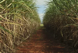 Produção de cana pode cair 20% com mudanças climáticas em seis estados, diz estudo