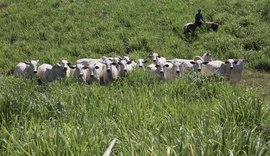 Leilão Varrela oferta genética Nelore neste sábado com 39 lotes