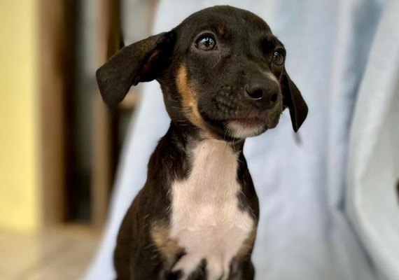 Mais de 100 cachorros estão disponíveis para adoção em abrigo de Teotônio Vilela