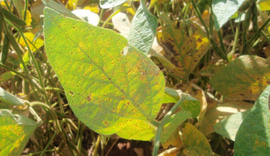 Inicia em janeiro o período de vazio sanitário na produção de soja em AL