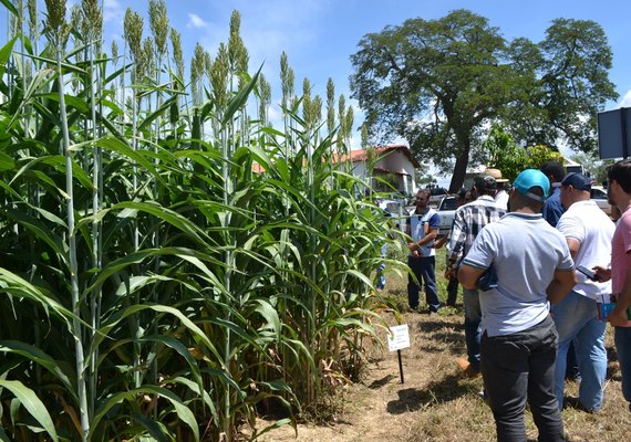 Senar promove dia de campo em URT de Batalha