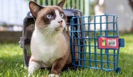 Feira de Adoção da prefeitura leva animais para Rua Aberta neste domingo (14)