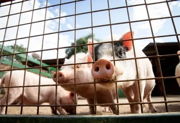 Alagoas lidera crescimento do rebanho suíno no país