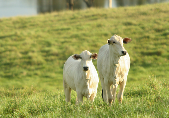 Mapa publica portaria para o processamento de produtos de origem animal de acordo com preceitos religiosos