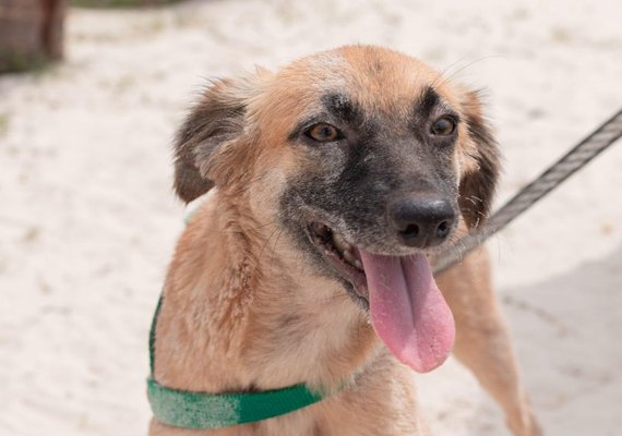 Gabinete da Causa Animal promove neste domingo (13) nova edição da Feira de Adoção