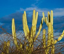 Fungos da Caatinga podem combater doenças agrícolas e reduzir uso de fungicidas