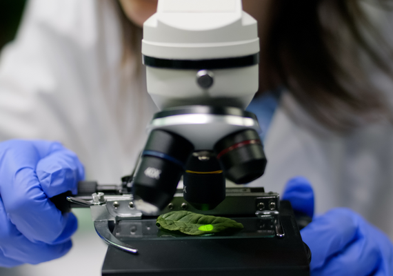 Brasil vai sediar centro regional de pesquisa do ICGEB voltado à biotecnologia