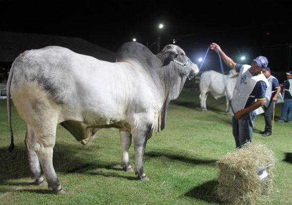 Expoalagoas Genética é vitrine para produtos da agropecuária alagoana