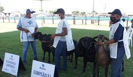 72ª Expoagro Alagoas recebe exposição nacional de ovinos Santa Inês